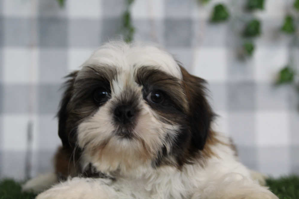 Martin - ACA Tri Male Shih Tzu Puppy - Image 2
