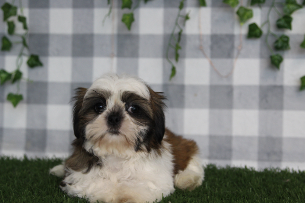 Martin - ACA Tri Male Shih Tzu Puppy