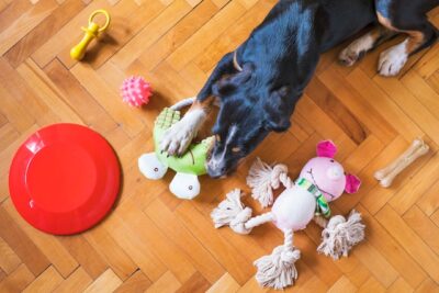 Dog with Dog Toys