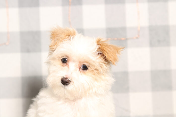 Matt-Apricot/White Male Maltipoo Puppy - Image 5