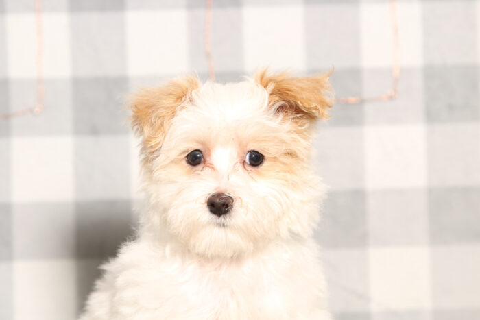 Matt-Apricot/White Male Maltipoo Puppy