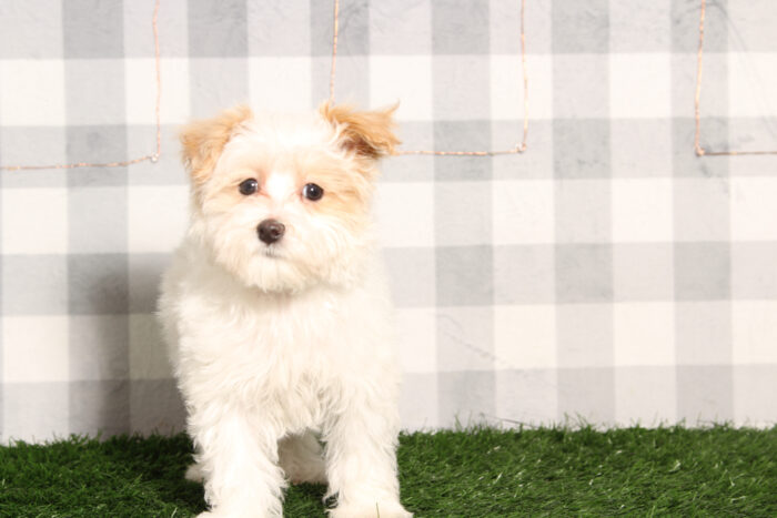 Matt-Apricot/White Male Maltipoo Puppy - Image 4