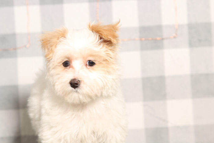 Matt-Apricot/White Male Maltipoo Puppy - Image 3