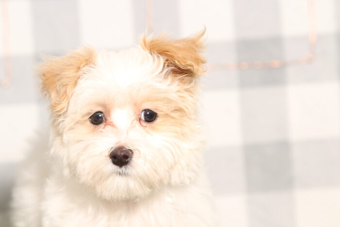 Matt-Apricot/White Male Maltipoo Puppy - Image 2