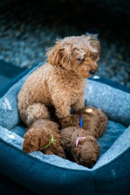 Dog with puppies