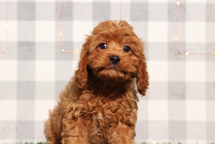 Maui - Red Male Cavapoo Puppy - Image 6