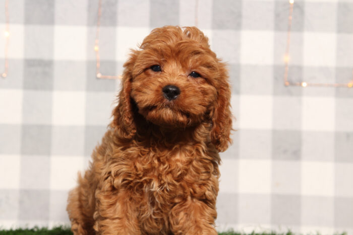 Maui - Red Male Cavapoo Puppy - Image 5