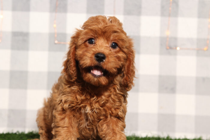 Maui - Red Male Cavapoo Puppy - Image 4