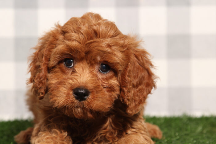 Maui - Red Male Cavapoo Puppy - Image 2