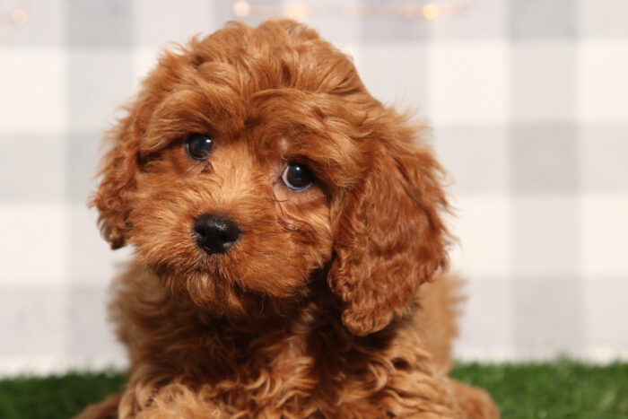 Maui - Red Male Cavapoo Puppy