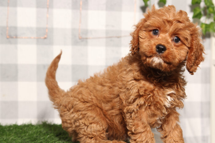 Maverick - Red Male Cavapoo Puppy - Image 5