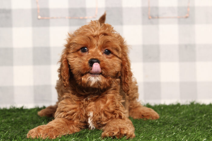 Maverick - Red Male Cavapoo Puppy - Image 4