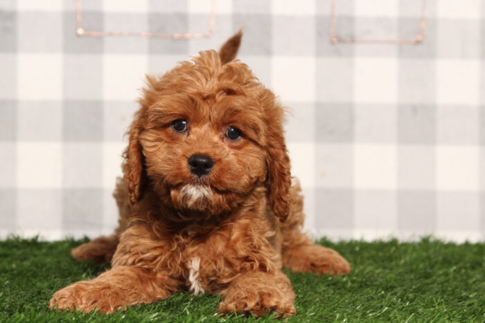Maverick - Red Male Cavapoo Puppy