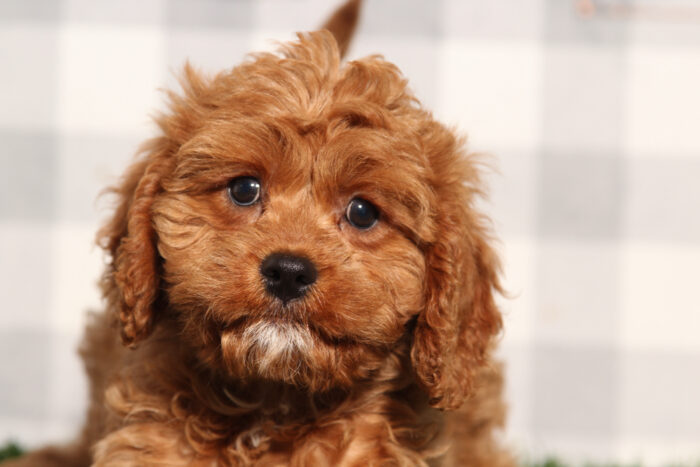 Maverick - Red Male Cavapoo Puppy - Image 2