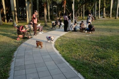 Dogs playing in a dog park