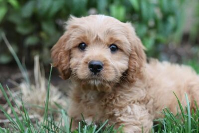 Cavapoo puppy lying down on the grass