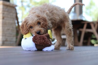 Cavapoo playing with a toy