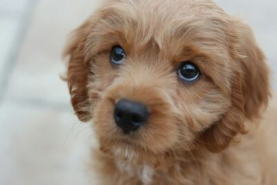 Close-up photo of a Cavapoo puppy