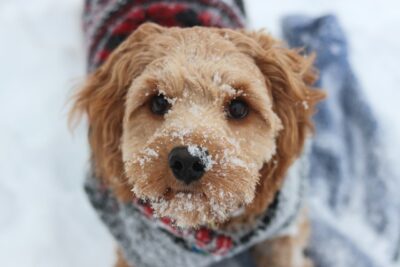 Cavapoo pup on the snow