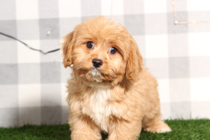 Miguel - Happy Red Male Cavapoo Puppy