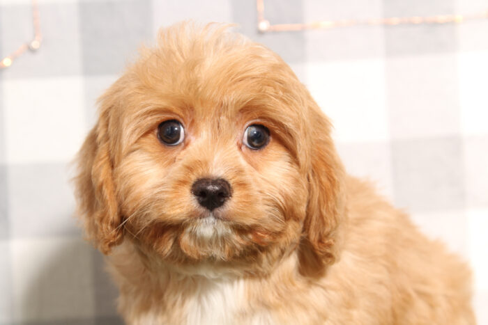 Miguel - Happy Red Male Cavapoo Puppy - Image 3