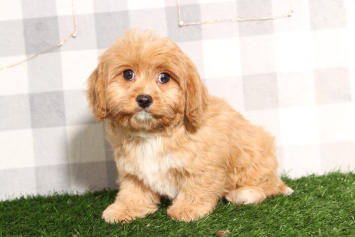 Miguel - Happy Red Male Cavapoo Puppy - Image 2