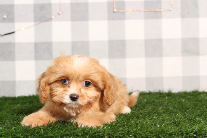 Minnie - Beautiful Blenheim Female Cavapoo Puppy - Image 2