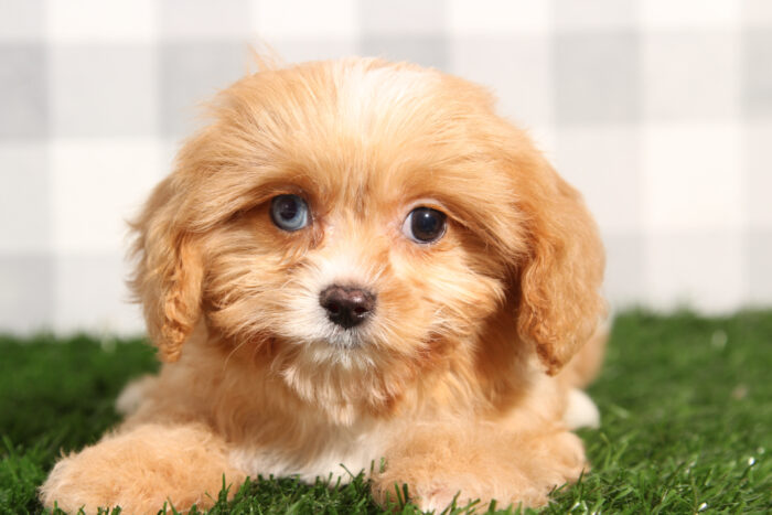 Minnie - Beautiful Blenheim Female Cavapoo Puppy