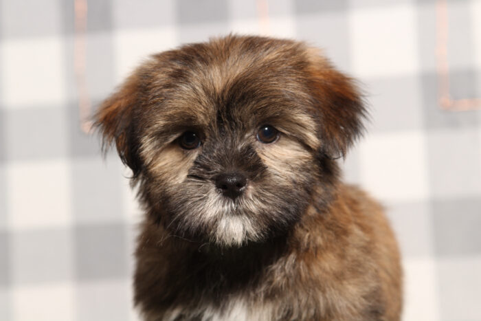 Moe - Brown Male Shorkie Puppy