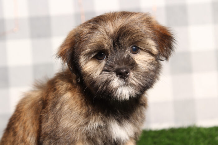 Moe - Brown Male Shorkie Puppy - Image 4