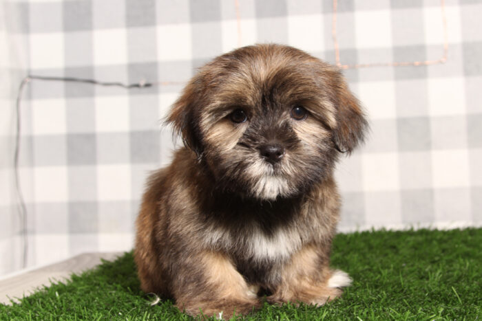 Moe - Brown Male Shorkie Puppy - Image 3