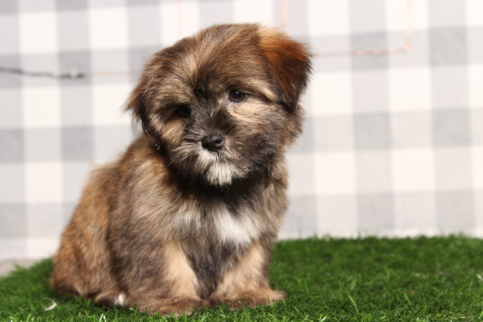 Moe - Brown Male Shorkie Puppy - Image 2