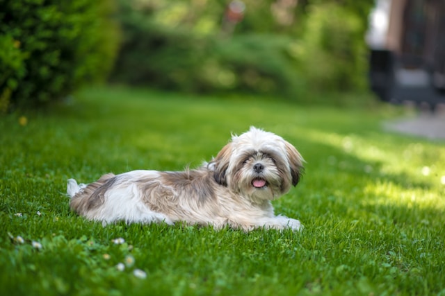 Shih Tzu Temperament