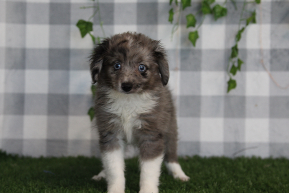 Morgan - Merle Female Mini AussiePoo Puppy