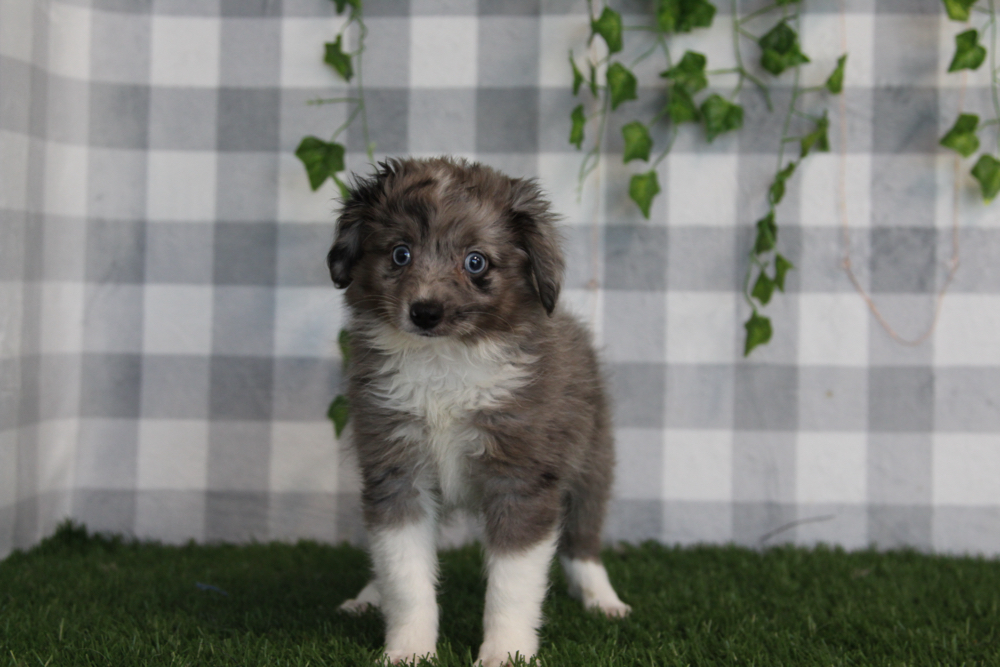 Morgan - Merle Female Mini AussiePoo Puppy - Image 3