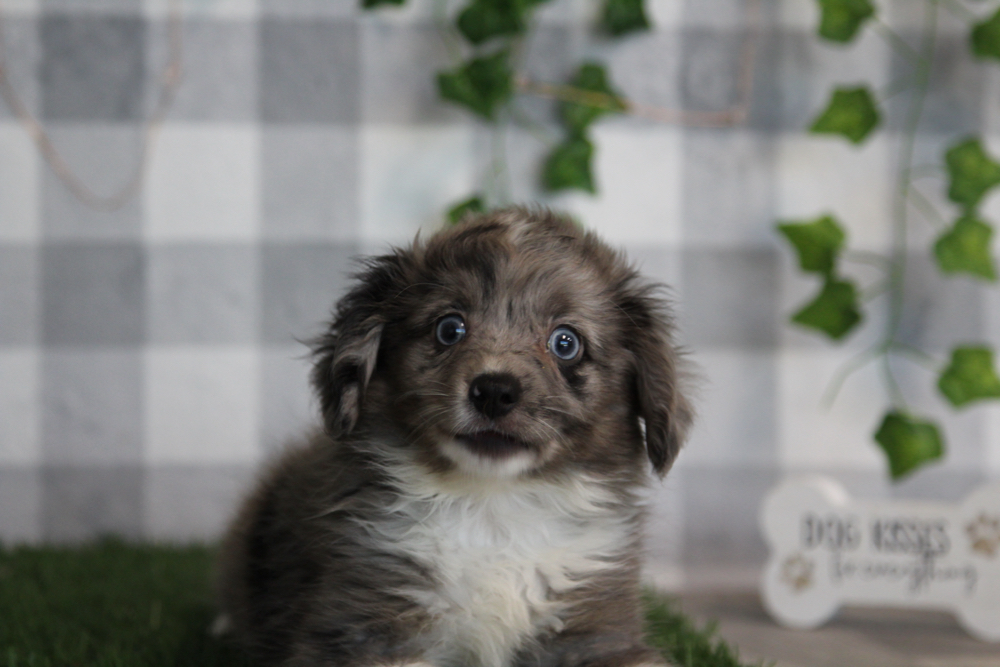 Morgan - Merle Female Mini AussiePoo Puppy - Image 2
