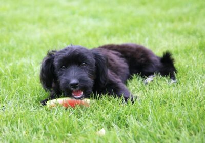 dog with watermelon