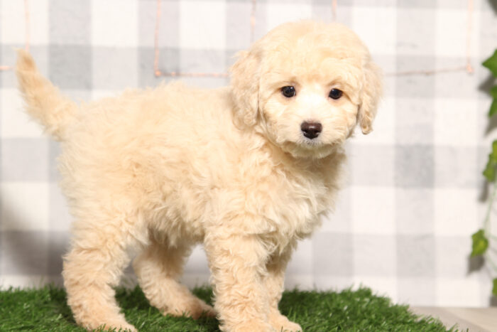 Natalie - Female Cavapoo Puppy - Image 4
