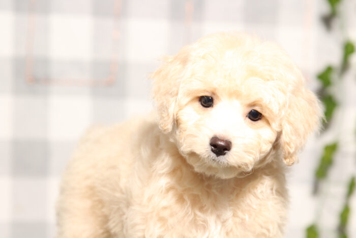Natalie - Female Cavapoo Puppy