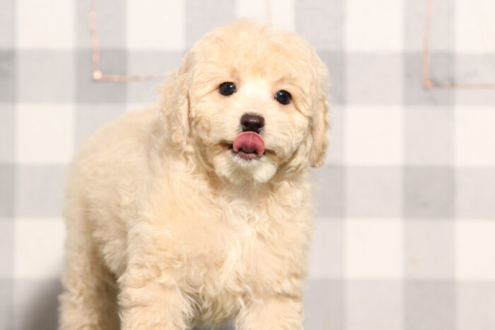 Natalie - Female Cavapoo Puppy - Image 2
