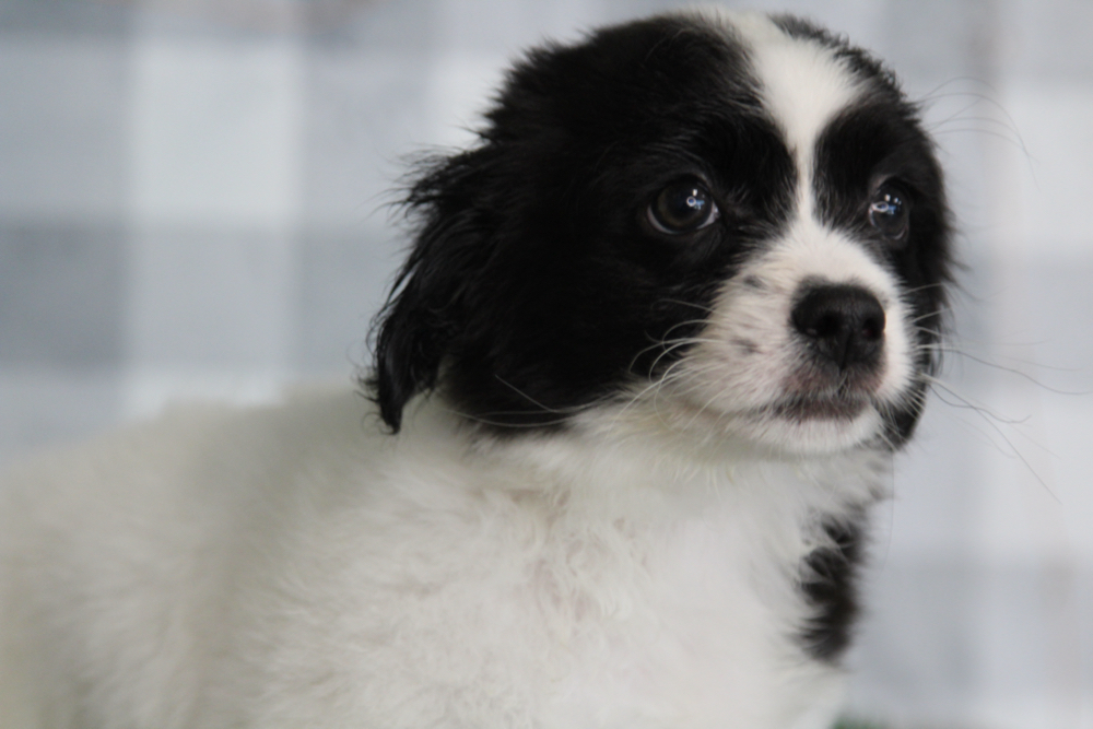 Negan - Black/White Male Teddy Bear Puppy - Image 3