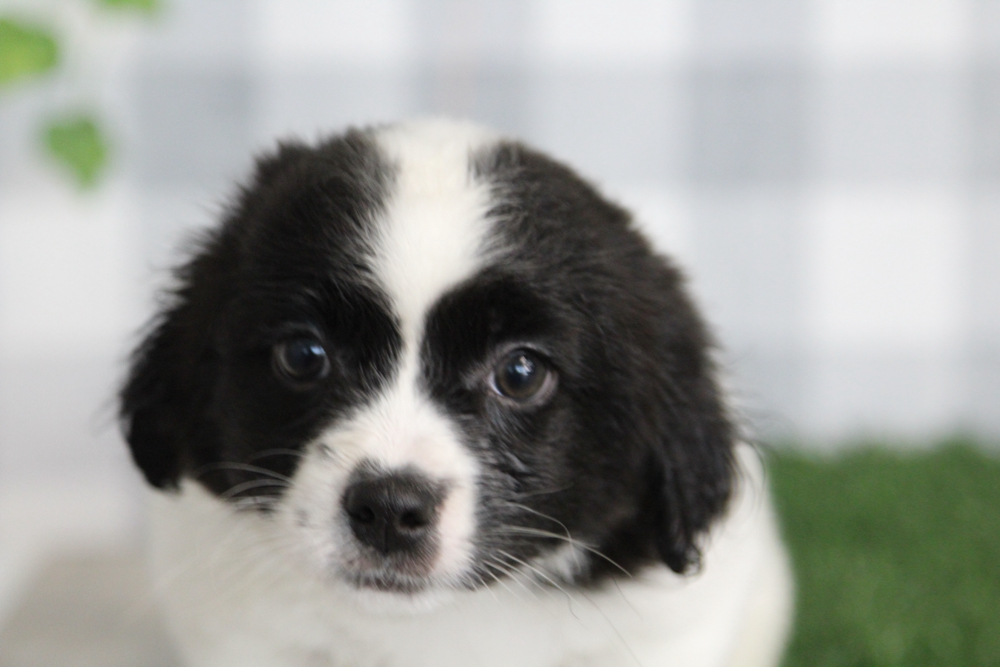 Negan - Black/White Male Teddy Bear Puppy
