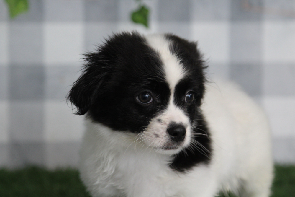 Negan - Black/White Male Teddy Bear Puppy - Image 2