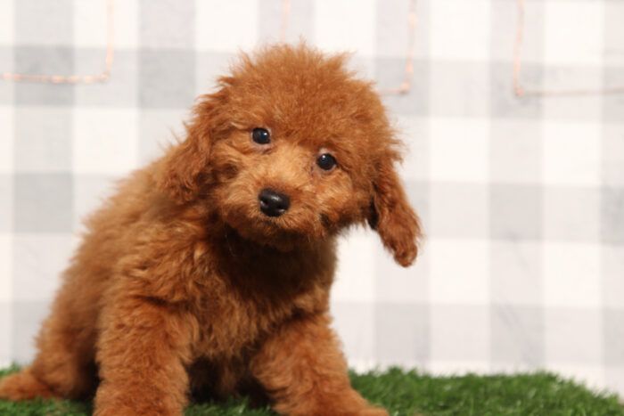 Nemo - Red Male Poodle Puppy - Image 2