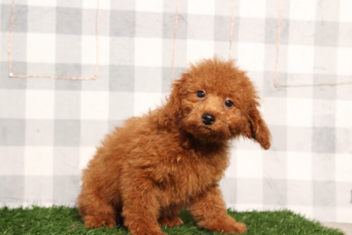 Nemo - Red Male Poodle Puppy