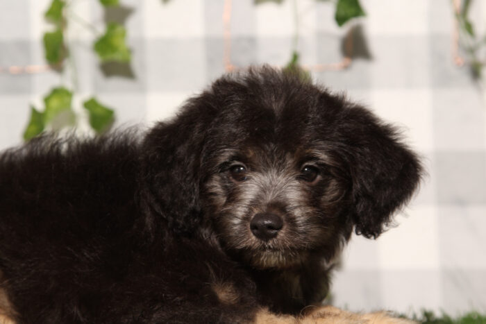 Neptune - Black Male Aussiedoodle Puppy