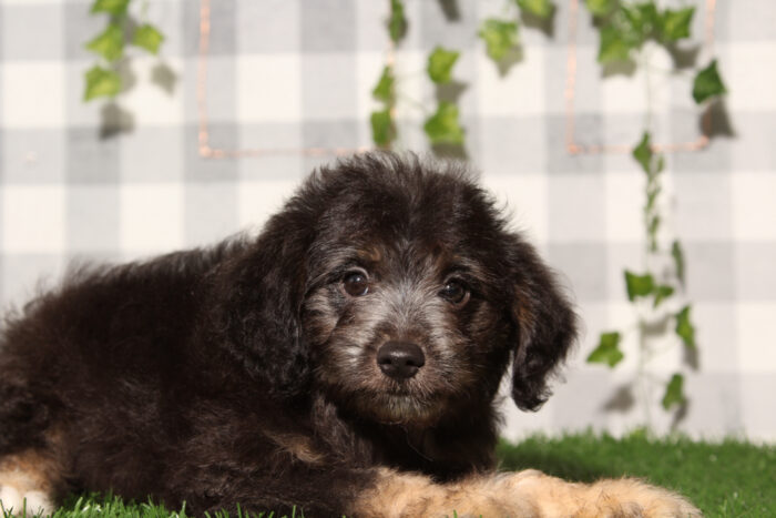 Neptune - Black Male Aussiedoodle Puppy - Image 2