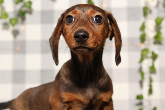 Noodle - ACA Wild Boar Male Mini Dachshund Puppy - Image 3