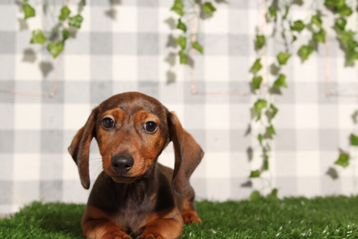 Noodle - ACA Wild Boar Male Mini Dachshund Puppy - Image 2