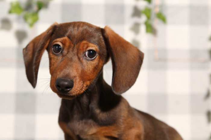 Noodle - ACA Wild Boar Male Mini Dachshund Puppy